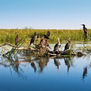 Kormorane im Donaudelta